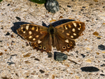 Speckled Wood