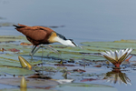 African Jacana