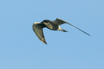 Black Tern in flight, Farmoor Reservoir