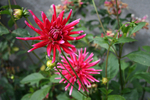 Dahlia
