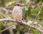 Striped Kingfisher