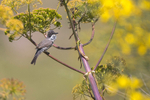 Western Orphean Warbler