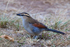 Brown-crowned Tchagra on the ground