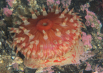 Urticina eques