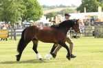 SBM_02155