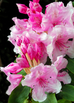 Pretty In Pink