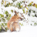 Red Fox In Snow #3