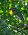 Yellow-crowned Night-Heron (juvenile), Costa Rica