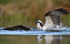 osprey at Cairngorn N.P.