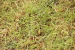 SBM_10959