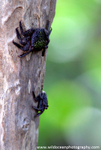 FLI008: Mangrove tree crab