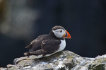 Puffin