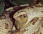 Florida King Snake eating Mouse