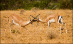 Impalas rutting #1