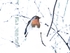 Robin in Snow 2