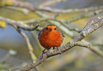 Robin