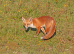 Red Fox - Vulpes vulpes