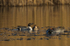 Pintail (record shot) viewd from the 2nd screen at Otmoor RSPB
