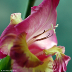 Flowers 17 - 18