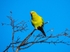 Ring-necked Parakeet