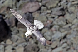Fulmar Flying