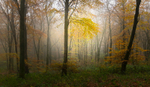 Mullaghmeen Forest, County Westmeath, Ireland.