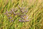Common Sea-lavender, Arne, Dorset