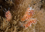Microchlamylla gracilis