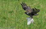 African Hawk Eagle