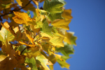 Golden Leafs _75