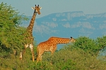 Giraffes - Klaserie, South Africa