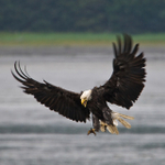 Bald Eagle with wings spread on landing approach