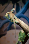 bearded dragon Pogona vitticeps-100