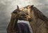 Into the World of Horses