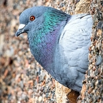 BBG-07-Pigeon in the harbour wall, The Bay, Oban, Argyll