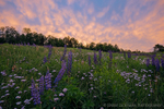 Field of Dreams