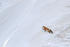 Red Fox climbs snow drift, Hayden Valley, Yellowstone