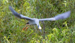 Yellow Crowned Night Heron _0004