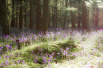 ChantriesBluebells-20140503-044