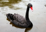 Black Swan
