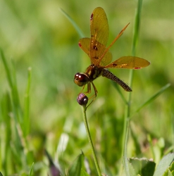 DF AnimalsCreatures 147