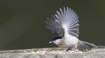 Marsh Tit 3