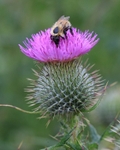Thistlebeefine