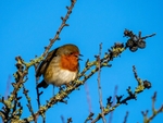 Robin