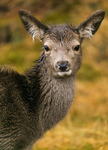 Young Deer Glencoe Hotel 948532
