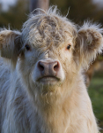 HIGHLAND COW, Grasspoint, Isle of Mull