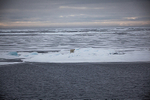 Polar bear  8281