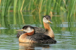 Two Red-necked Grebes, Minnesota, USA