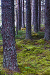 Tree - 0590