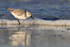 Sanderling foraging along shore, Fort De Soto, Florida